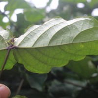 Clerodendrum splendens G.Don